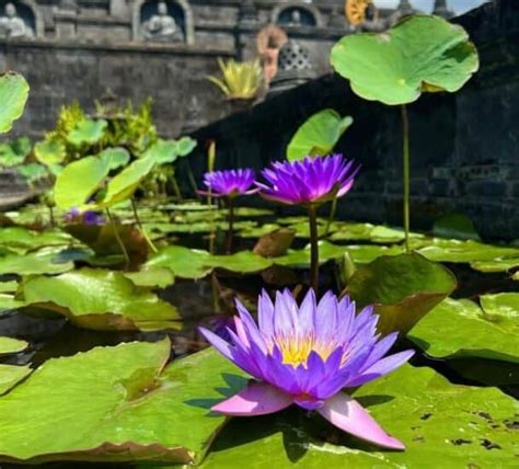 Meaning Of Lotus Flower In Japan And Its Significance - Japan Truly