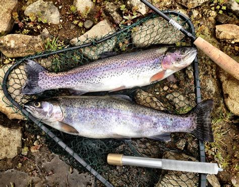 How To Catch Rainbow Trout: everything you need to know – Trout Mastery