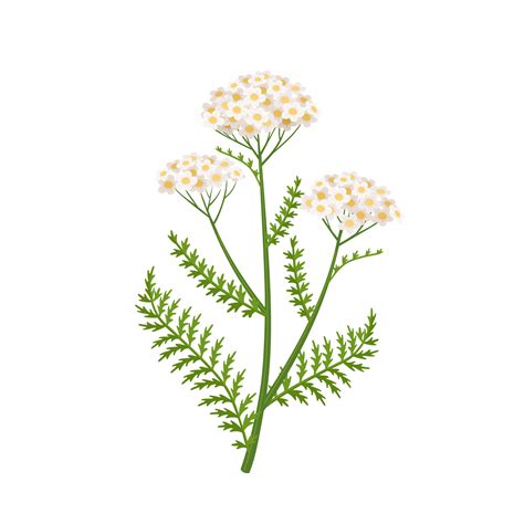 Yarrow Illustration