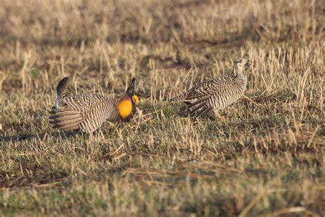 Outdoor Illinois Journal: Greater Prairie-chicken in Illinois