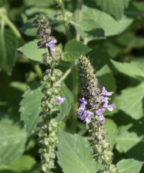 Ocimum tenuiflorum (Holy Basil, Hot Basil, Tulasi, Tulsi) | North ...