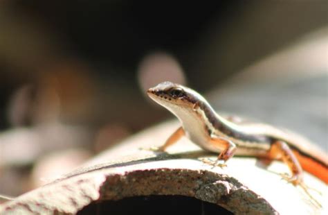 Red Tailed Lizard Close up - Free Stock Photo by Tona sam on Stockvault.net