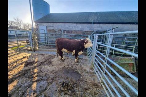 2 Pedigree Hereford Breeding Bulls | SellMyLivestock - The Online Livestock Marketplace