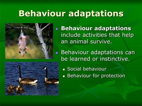 PPT - Animal Adaptations PowerPoint Presentation, free download - ID:1048489