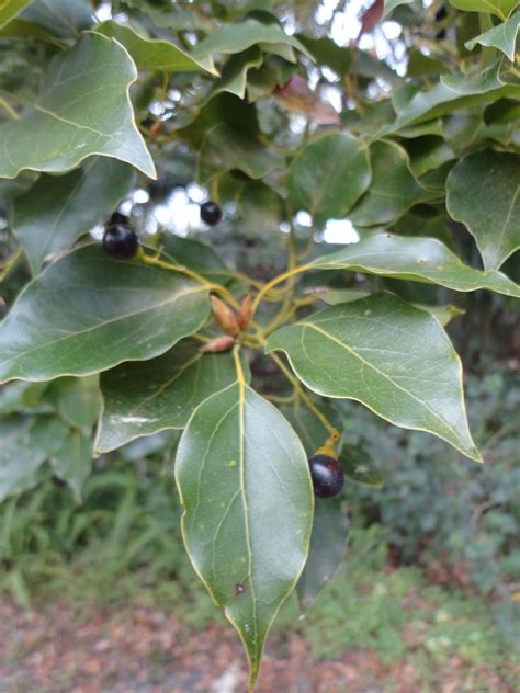 Journey to Natural: Camphor Tree (Cinnamomum camphora)