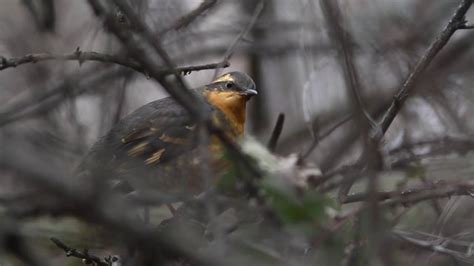 Female Varied Thrush