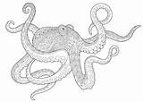 Printable Coloring Pages Octopus sketch template