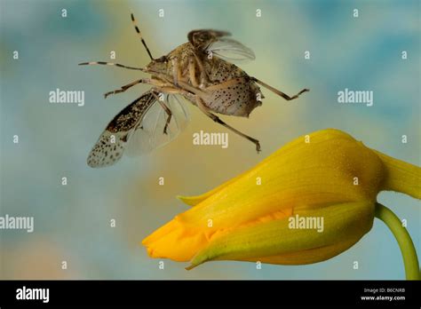 Close-up of European stink bug (Rhaphigaster nebulosa) flying over flower Stock Photo - Alamy