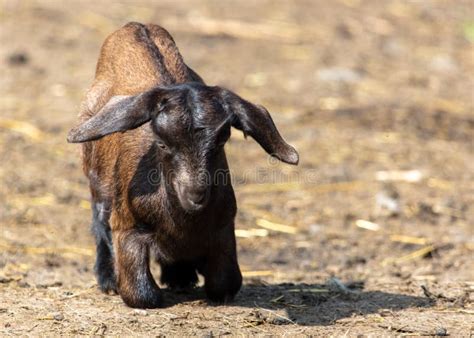 Little ram on the farm. stock photo. Image of little - 224506164