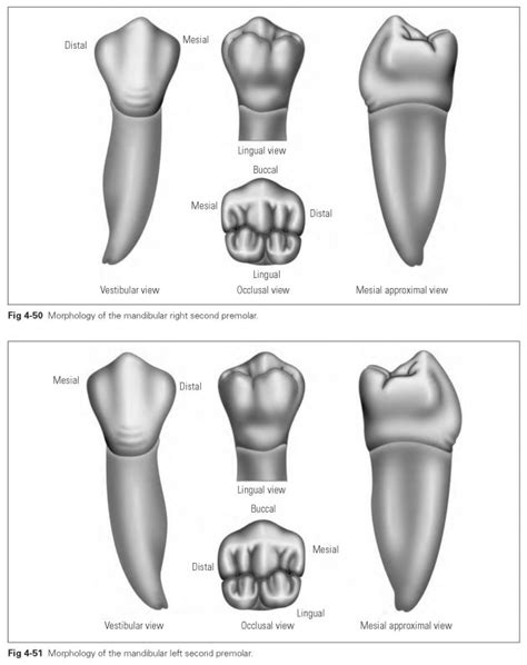 Mandibular premolars - Dental Technology: How-To, Tips