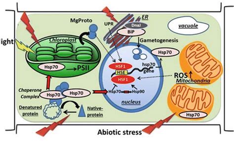 Plant Stress Response: Hsp70 in the Spotlight | SpringerLink