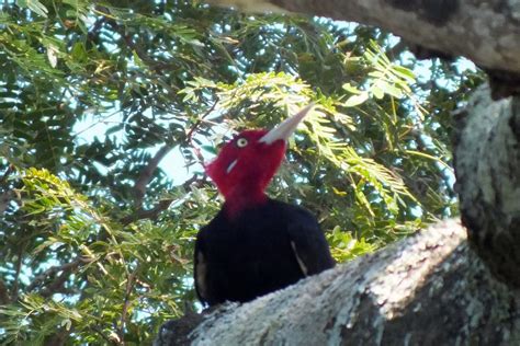 PICIDAE | Pybio Paraguay Biodiversidad