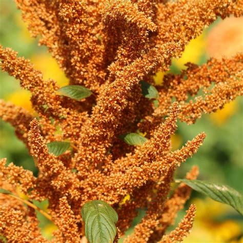 Amaranth, Grain seeds | TheSeedCollection