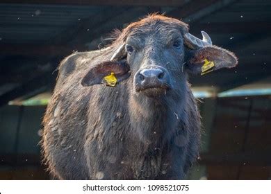 Italian Mediterranean Water Buffalo Stock Photo 1098521075 | Shutterstock