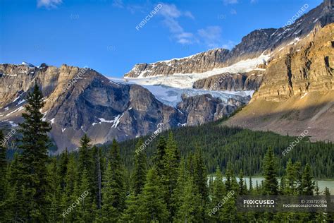 Crowfoot glacier and forest trees by Icefields Parkway, Banff National ...