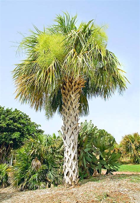 Sabal palmetto - Acacia LLC