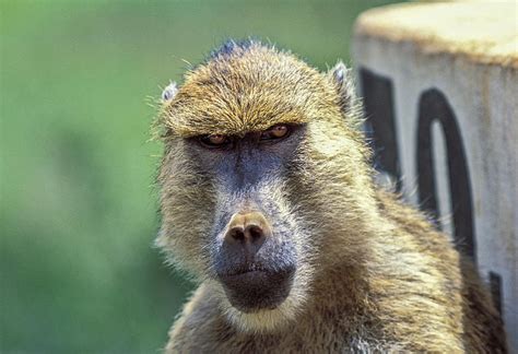 Yellow Baboon Photograph by Tina Manley | Fine Art America