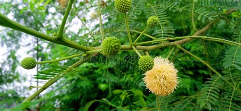 Jumbay Mimosoid Tree Leucaena Leucocephala Stock Photo - Image of cuba, popinac: 281285262