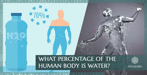 What Percentage of the Human Body is Water? – Svalbarði Polar Iceberg Water