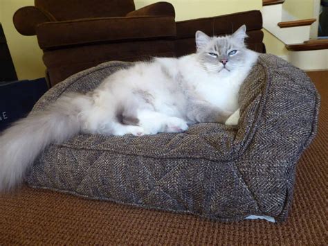 What Is the Best Bed to Get for a Large Cat? - Floppycats™