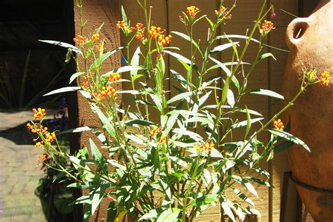 Host and Nectar Plants for Monarch Butterfly Gardening - Vanderlip.com