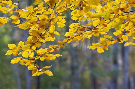 Autumn Leaves on the Branches Stock Photo - Image of autumnal, outside: 20798296