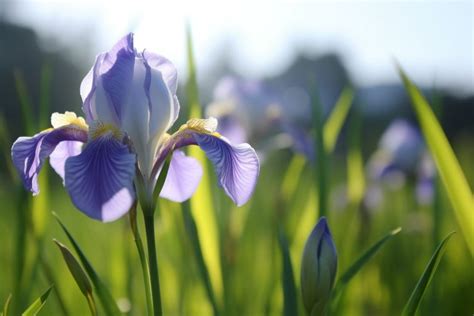 Iris Flower Meaning, Symbolism & Spiritual Significance - Foliage Friend - Learn About Different ...