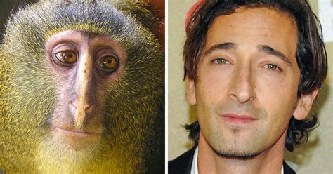 Celebrities Who Look Like Animals