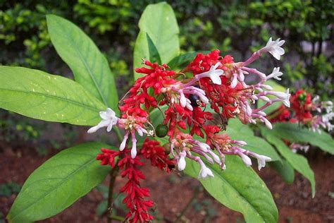 Liliana Usvat - Reforestation and Medicinal use of the Trees : Medicinal Uses of Rauwolfia ...