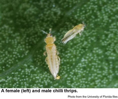 Chilli Thrips | NC State Extension Publications