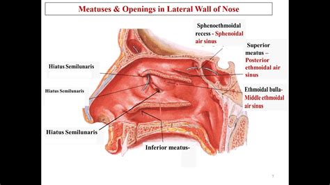 Anterior Floor Of Nasal Cavity - Carpet Vidalondon