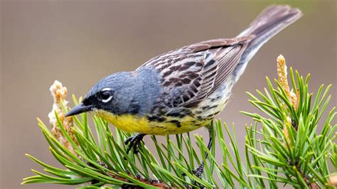 Kirtland’s Warbler Delisted After 47 Years of Conservation Work ...