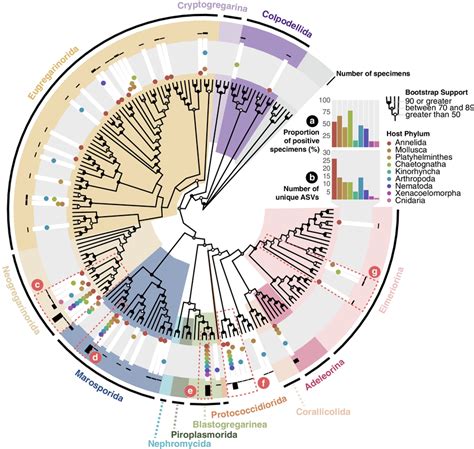 Apicomplexa prevalence and diversity. Maximum-likelihood phylogeny of ...