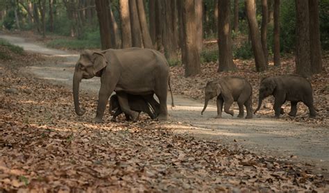 Jim Corbett Wildlife Safari | Price, Time & Booking