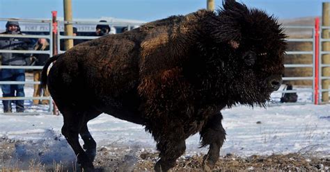 Montana considers bringing bison back