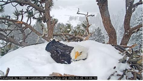 Live Cam at Big Bear’s Eagle Nest