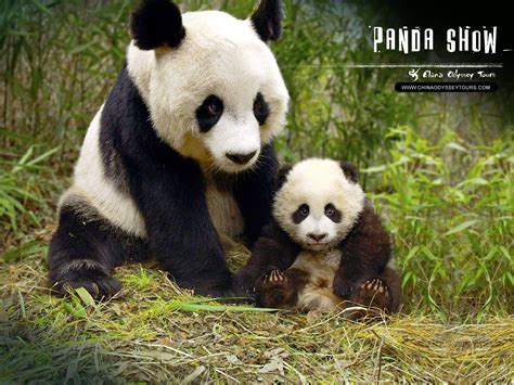 Funny Pictures Gallery: Panda, giant panda, panda free, panda info, panda anti virus, panda ...