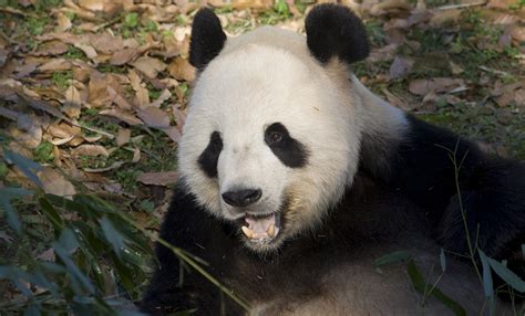 Giant panda | Smithsonian's National Zoo and Conservation Biology Institute