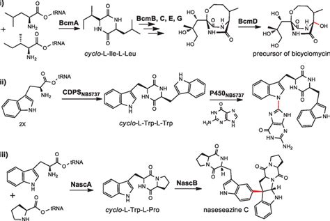 Scheme 1. Examples of biosynthetic pathways involving CDPSs and P450s. | Download Scientific Diagram