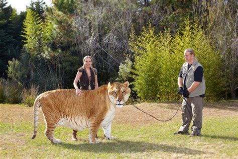 The Biggest Cat You've Ever Seen: The Liger! | Giant animals, Animals, Big cats