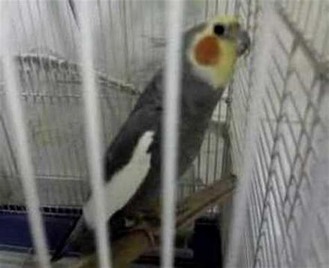 Cocktail bird singing - YouTube