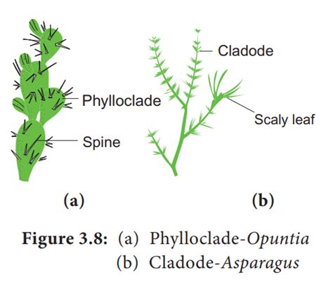 Procumbent Stem Examples