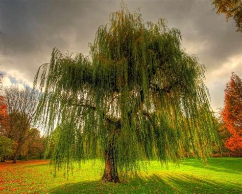 Tree Pictures Best Free Tree Photos With Tree Names Weeping | My XXX ...