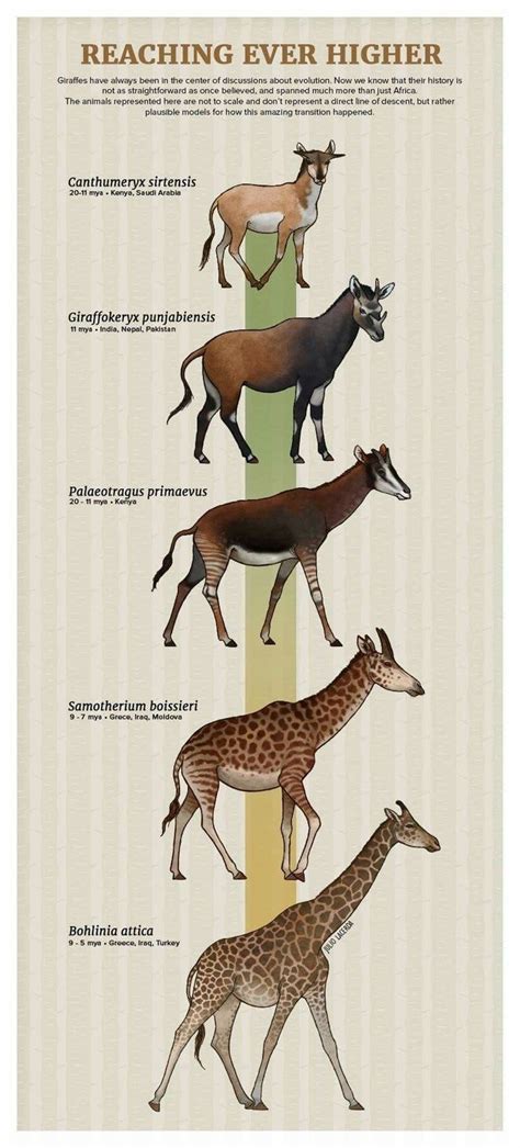 Tumblr Artist, PaleoArt, Creates Beautiful Animal Evolution Series (22 ...