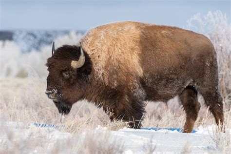 Buffalo, Bison, American Buffalo, Wildlife, Wildlife Photo, Wildlife ...