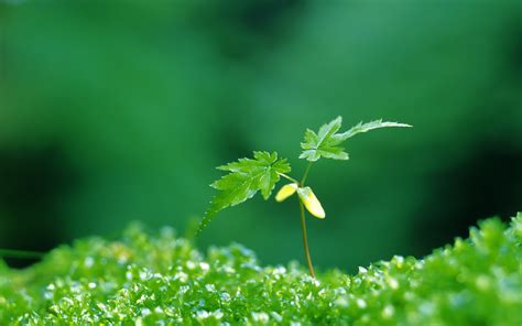 崭新的生命 新芽嫩叶宽屏壁纸_植物_太平洋科技