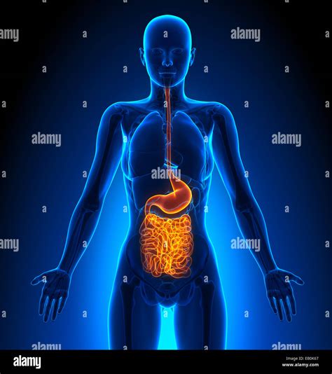 Guts - Female Organs - Human Anatomy Stock Photo - Alamy