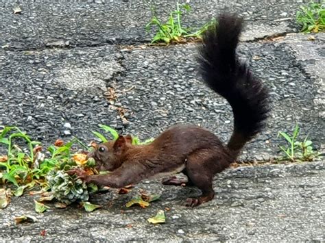 Squirrel eating pine nuts : r/pics