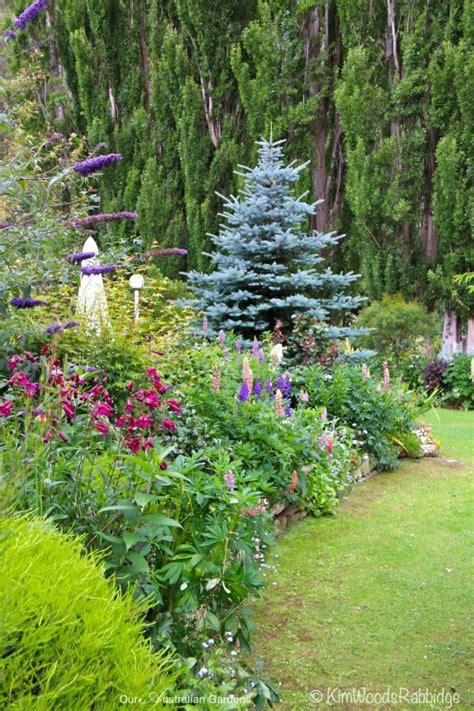 Blue spruce - Gardens of Lucindale | Blue spruce, Sloped garden, Garden design