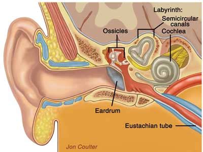 Inner Ear Infection Cause and Effects - ENT Clinic